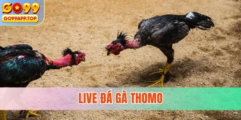 Live Đá Gà Thomo - Sân Chơi Đặt Cược Thắng Lớn Mỗi Ngày