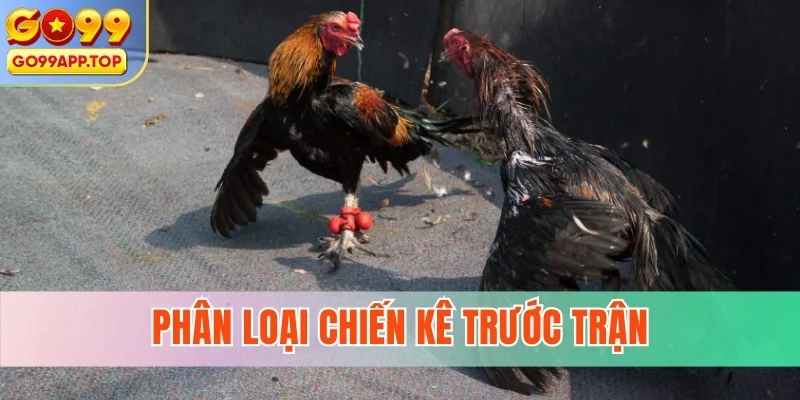 Phân loại chiến kê trước trận